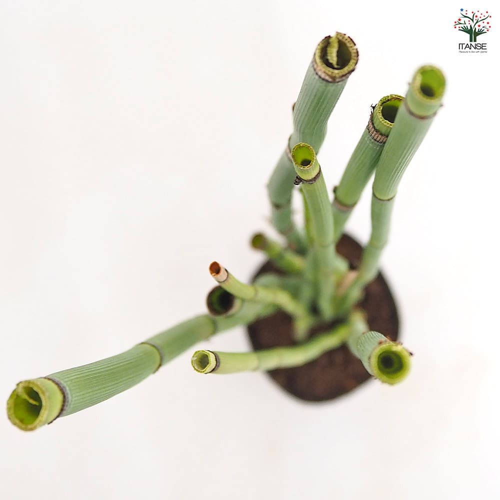 トクサ オオトクサ(ジャンボトクサ) 【花木苗 3.5号】｜ 【植物の