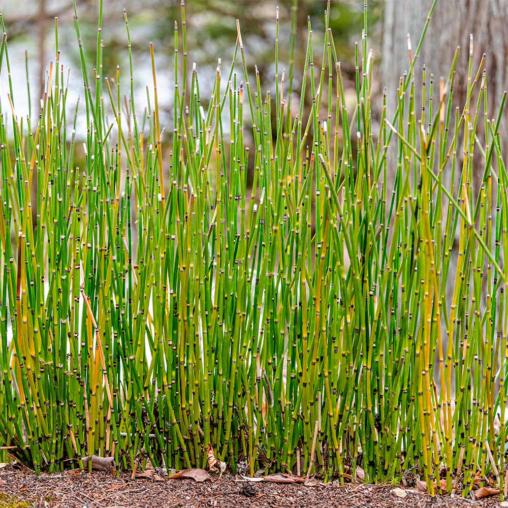 トクサ オオトクサ(ジャンボトクサ) 【花木苗 3.5号】｜ 【植物の