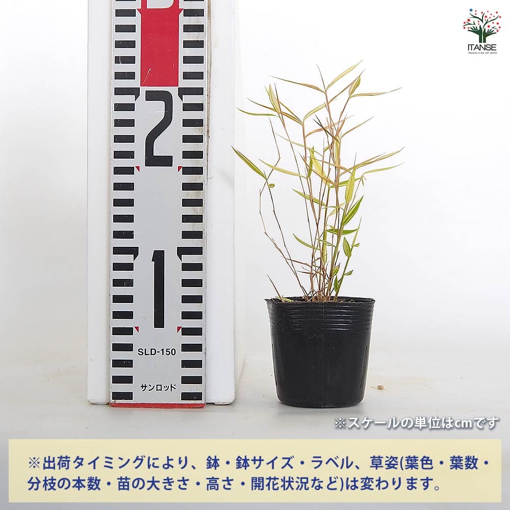 斑入姫竹 信濃錦 【花木苗 2.5号】｜ 【植物のITANSE】全品送料