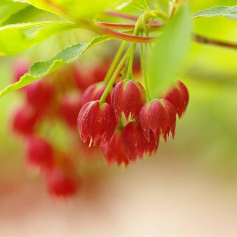 紅サラサ ドウダンツツジ 【庭木 4号鉢】｜ 【植物のITANSE