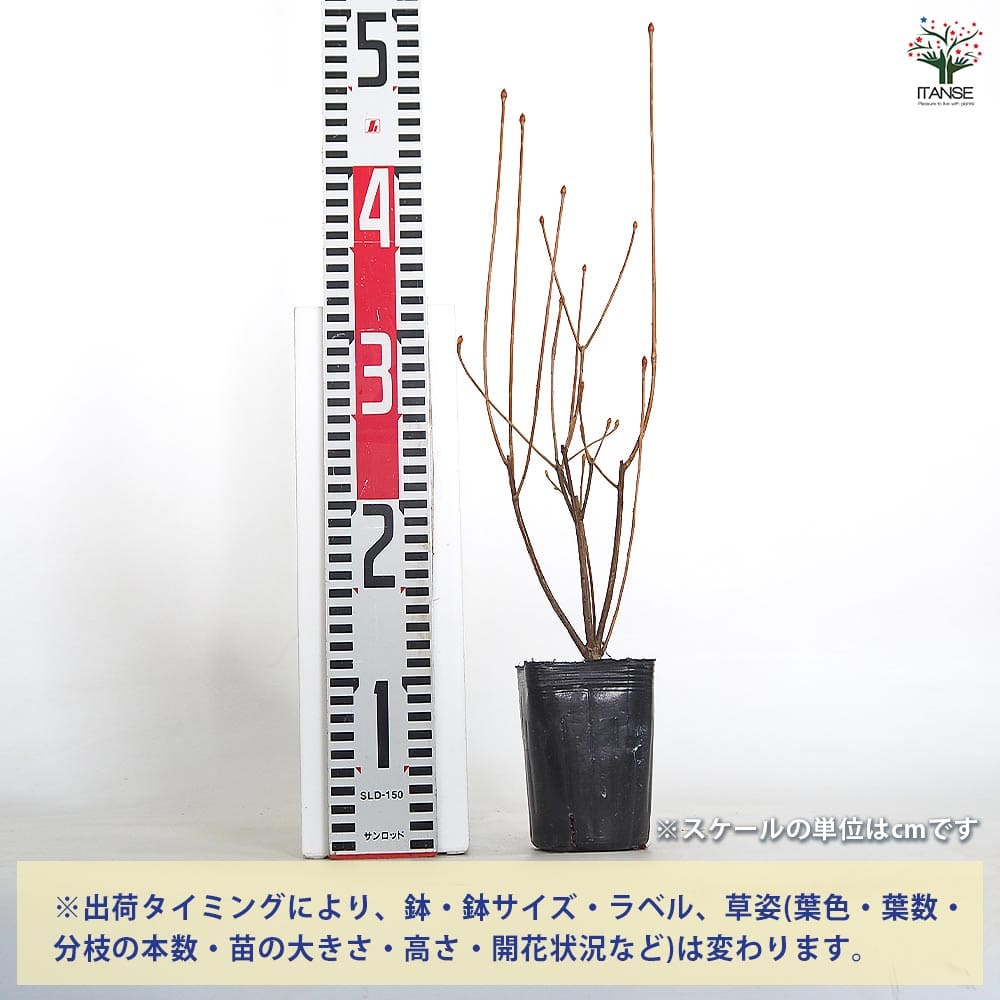 ドウダンツツジ 黄花 【花木苗 3号】｜ 【植物のITANSE】全品