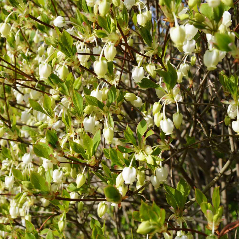 ドウダンツツジ 黄花 【花木苗 3号】｜ 【植物のITANSE】全品