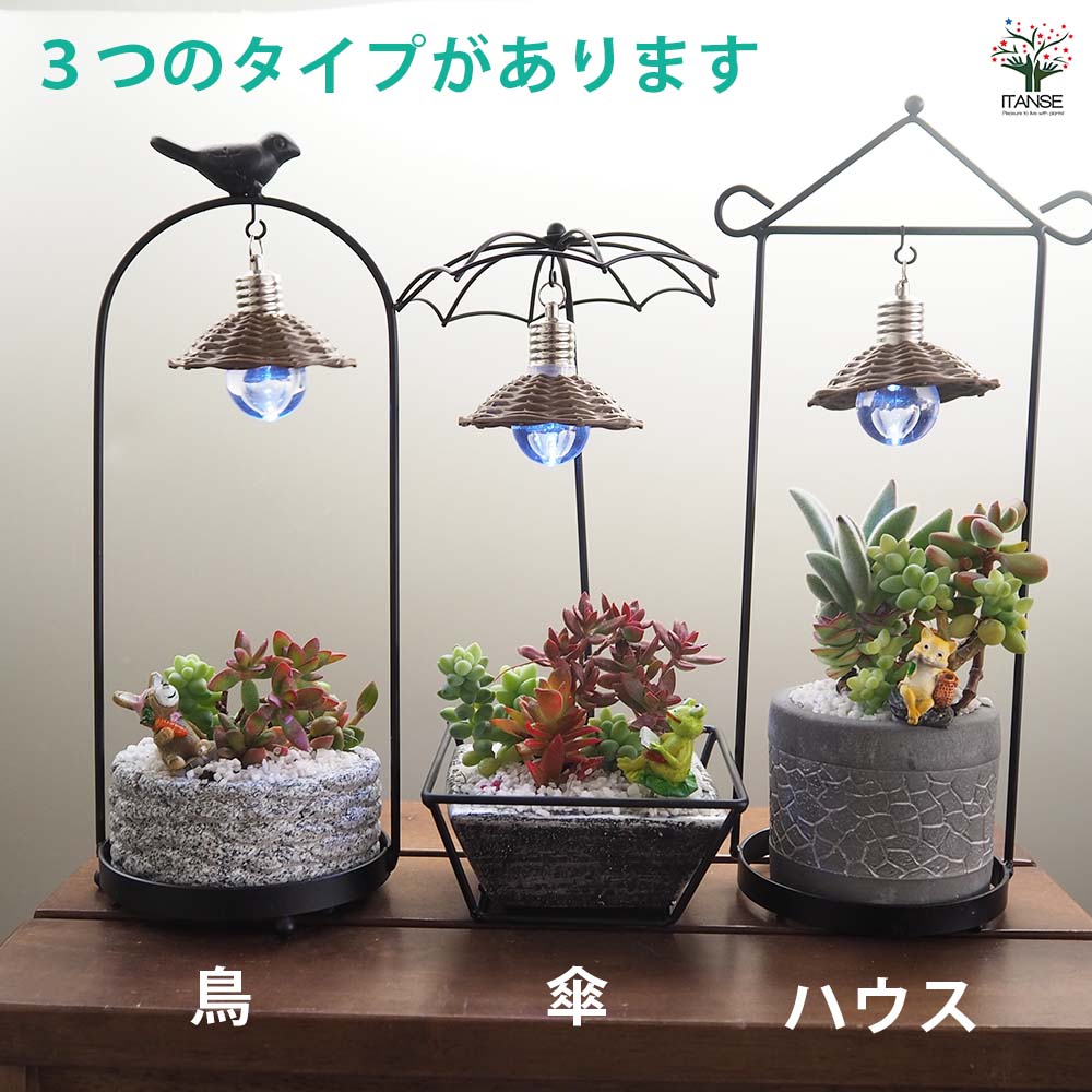 多肉寄せ植え アジアンプランツ【多肉植物 4号】｜ 【植物の
