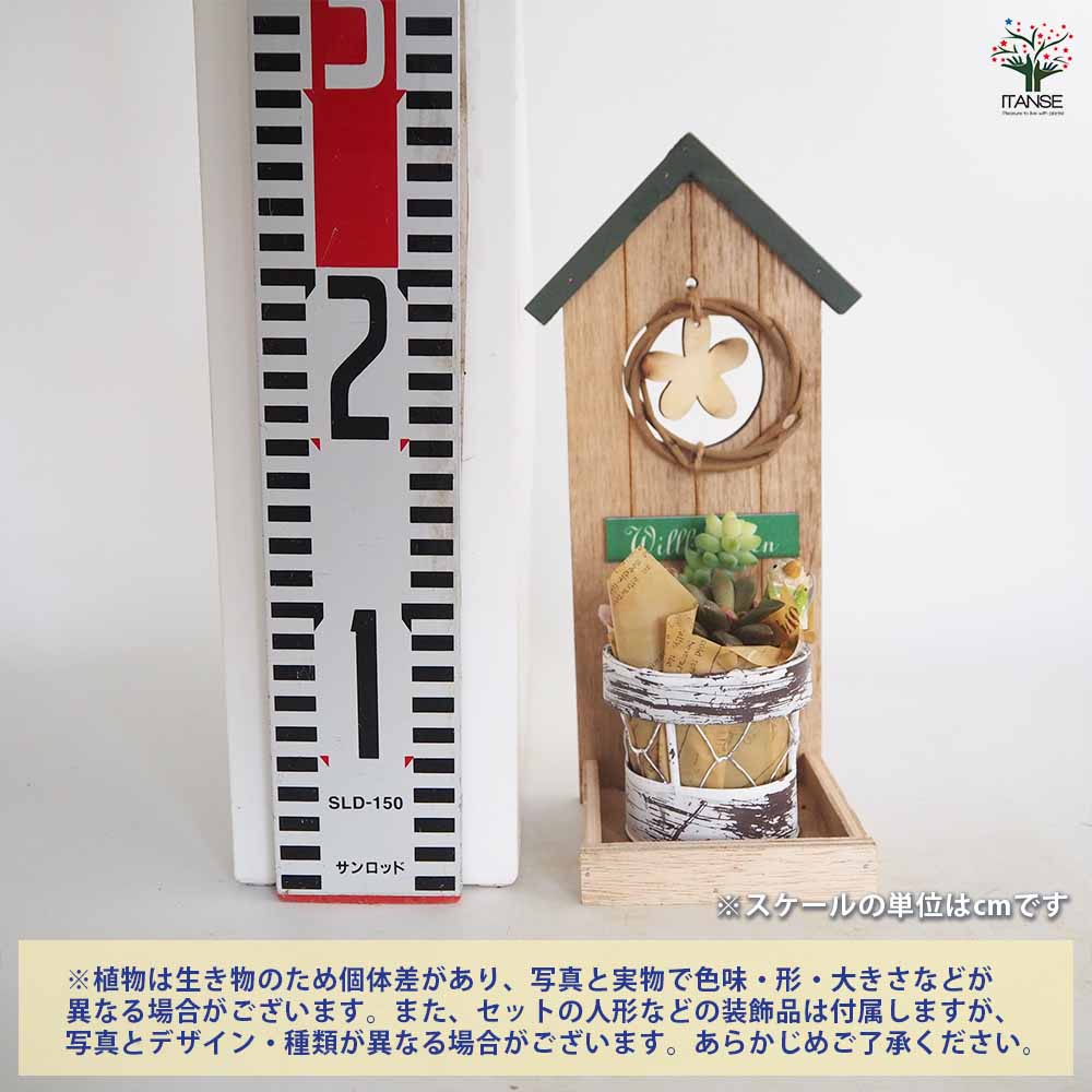 多肉植物をハウスにて販売しています。 【公式通販】
