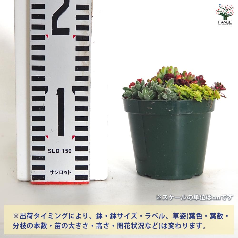【決定】多肉植物　セダム　寄せ植え（大） セダムの寄せ植え大全 – 丸善ジュンク堂書店ネットストア