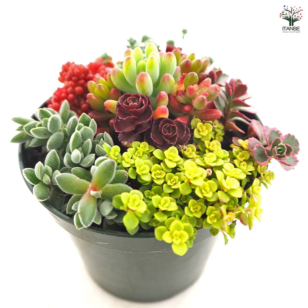 多肉寄せ植え セダム寄せ植え 【多肉植物 3.5号】｜ 【植物の