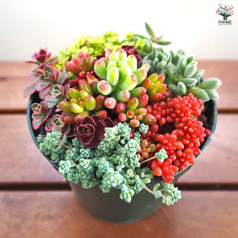 【決定】多肉植物　セダム　寄せ植え（大） 多肉寄せ植え セダム寄せ植え 【多肉植物 3.5号】｜ 【植物の