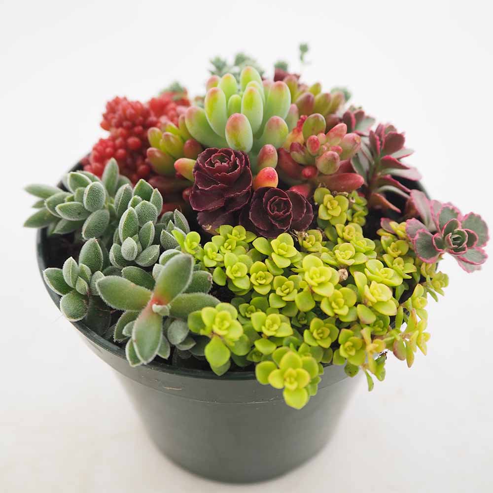 ★このまま飾れる★多肉植物 寄せ植え ダッフィー 多肉植物寄せ植え そのまま飾れる - メルカリ