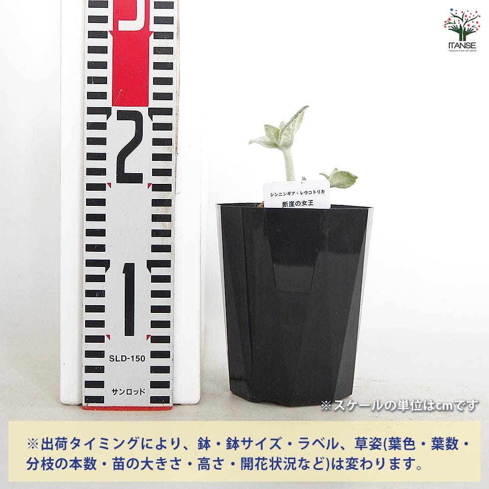 シンニンギア レウコトリカ(断崖の女王) 【多肉植物 4号／1個売り