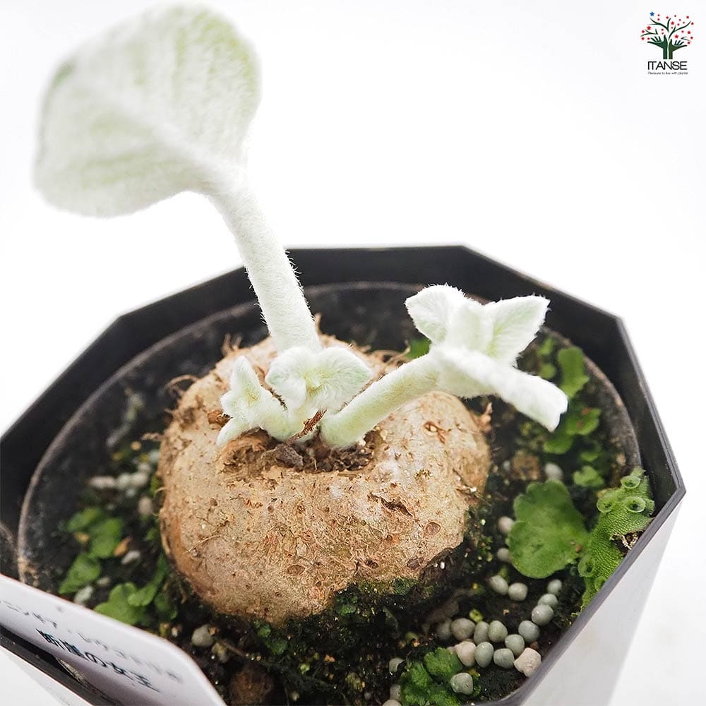 シンニンギア レウコトリカ(断崖の女王) 【多肉植物 4号／1個売り
