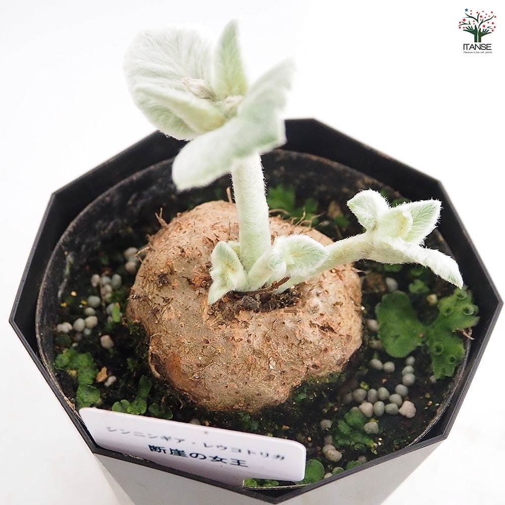 シンニンギア レウコトリカ(断崖の女王) 【多肉植物 4号／1個売り
