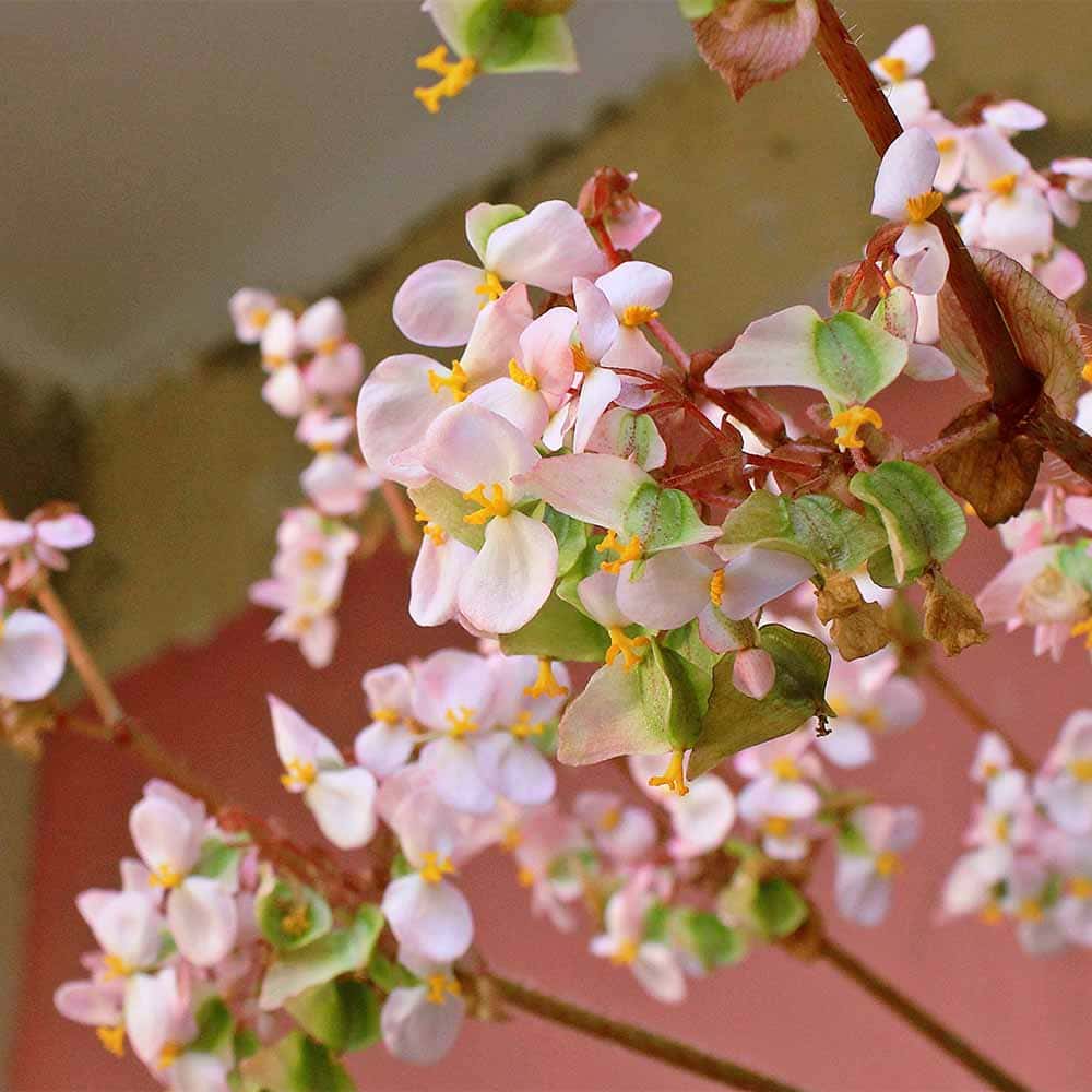 さくらベゴニア 【観葉植物 3.5号】