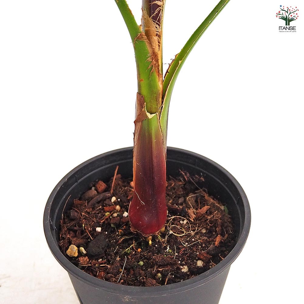 ワシントニア(ワシントンヤシ) ロブスタ 【観葉植物 5号／1個売り