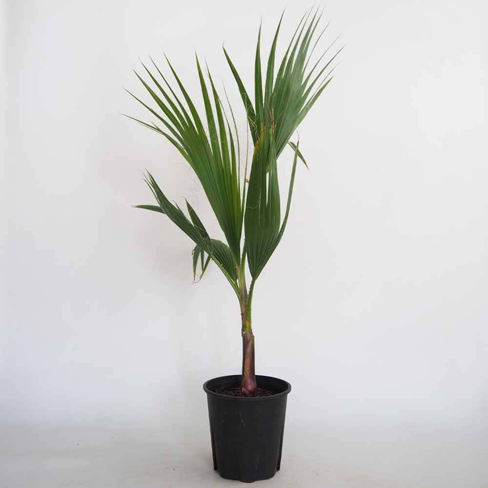 ワシントニア(ワシントンヤシ) ロブスタ 【観葉植物 5号／1個売り