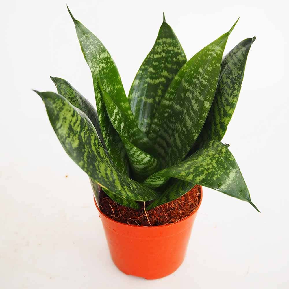 サンスベリア グリーンハニー 【観葉植物 3号】