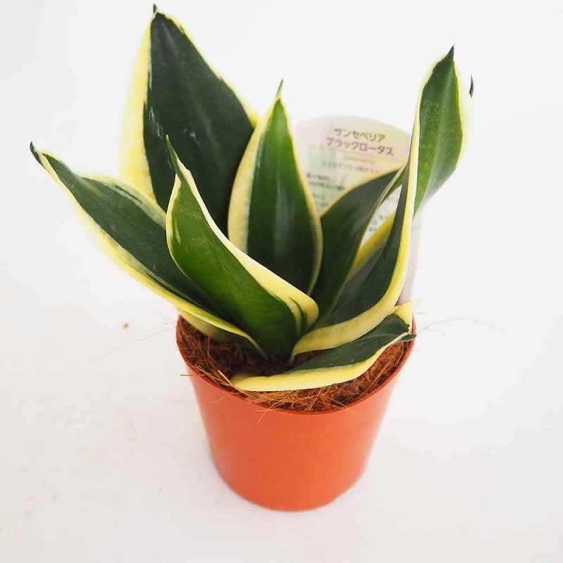 サンスベリア ハニーバニー 【観葉植物 3号】｜ 【植物のITANSE