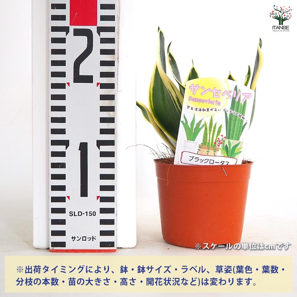 サンスベリア ブラックロータス 【観葉植物 3号】｜ 【植物の