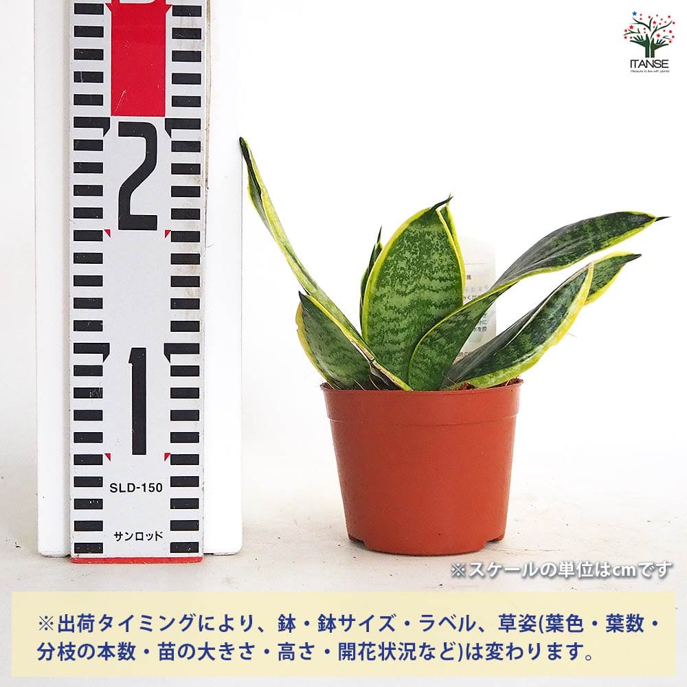 サンスベリア スパーバハニー 【観葉植物 3号】｜ 【植物の