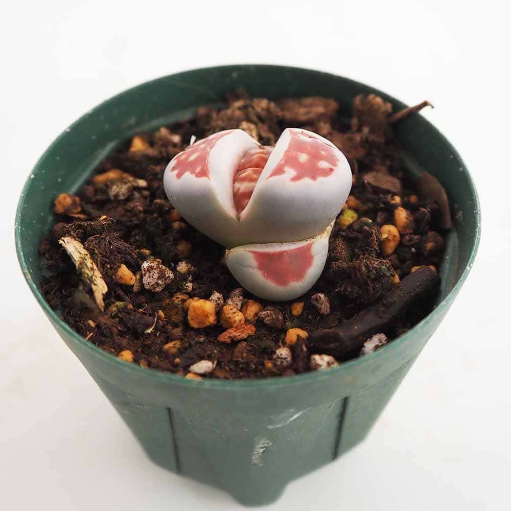 リトープス｜【植物のITANSE】全品送料無料・即出荷!
