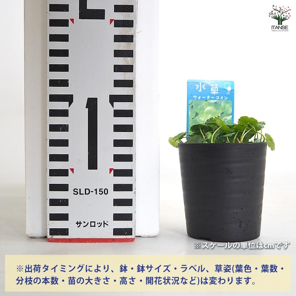 追加商品画像
