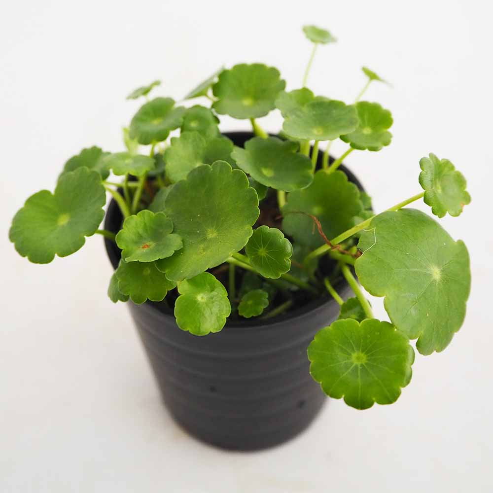 水草 ウォーターコイン 【観葉植物 2号】｜ 【植物のITANSE