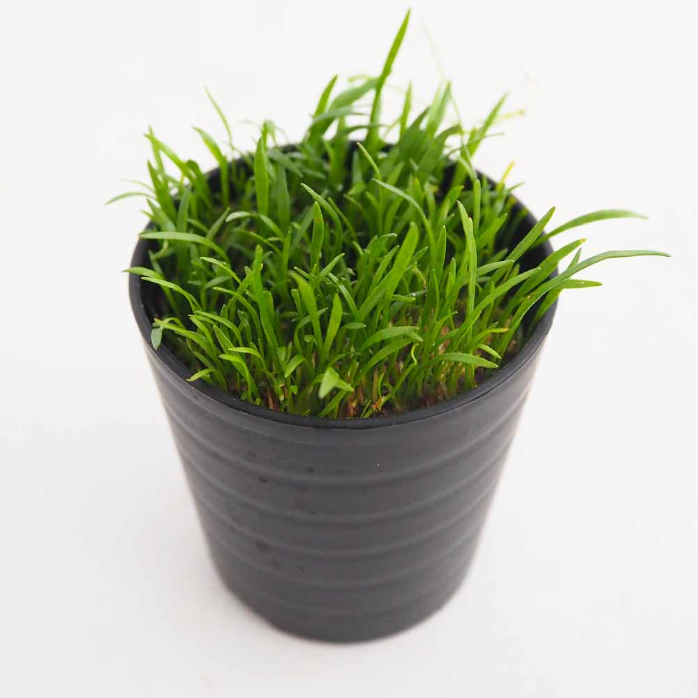 水草 コブラグラス 【観葉植物 2号】