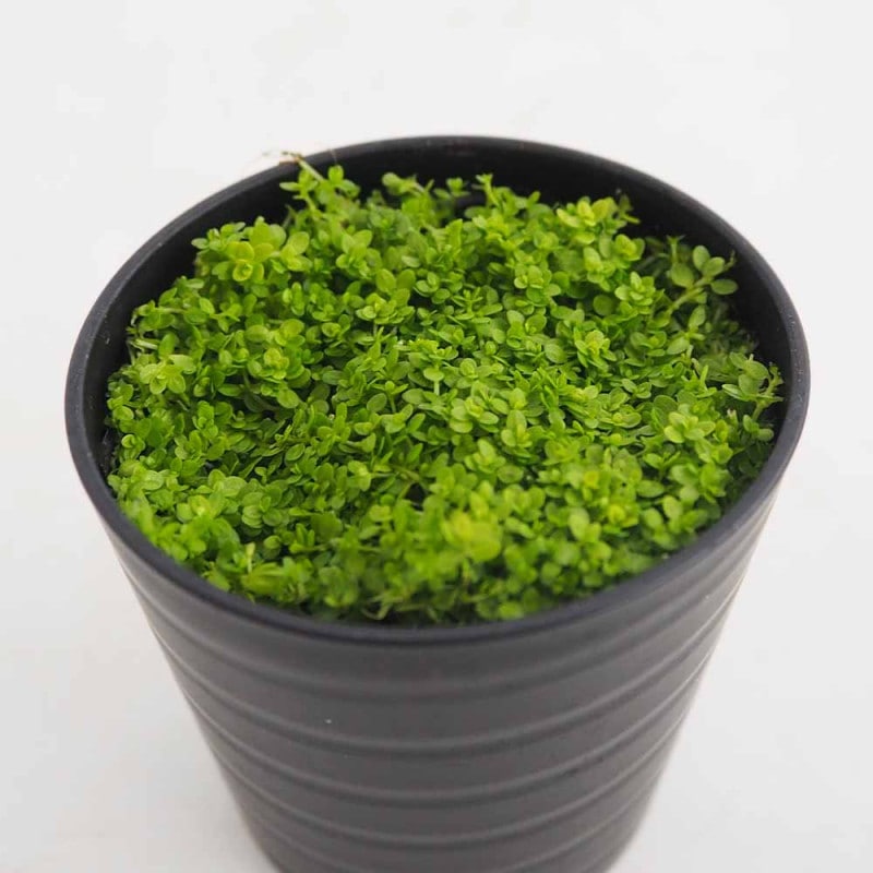 珍しい観葉植物 エンセテマウレリー 【公式通販】