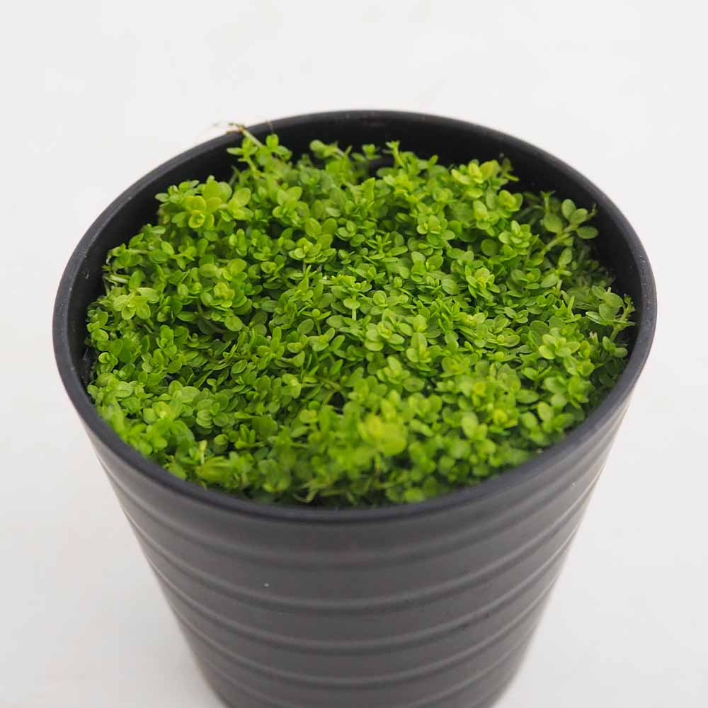 水草 キューバパールグラス 【観葉植物 2号】