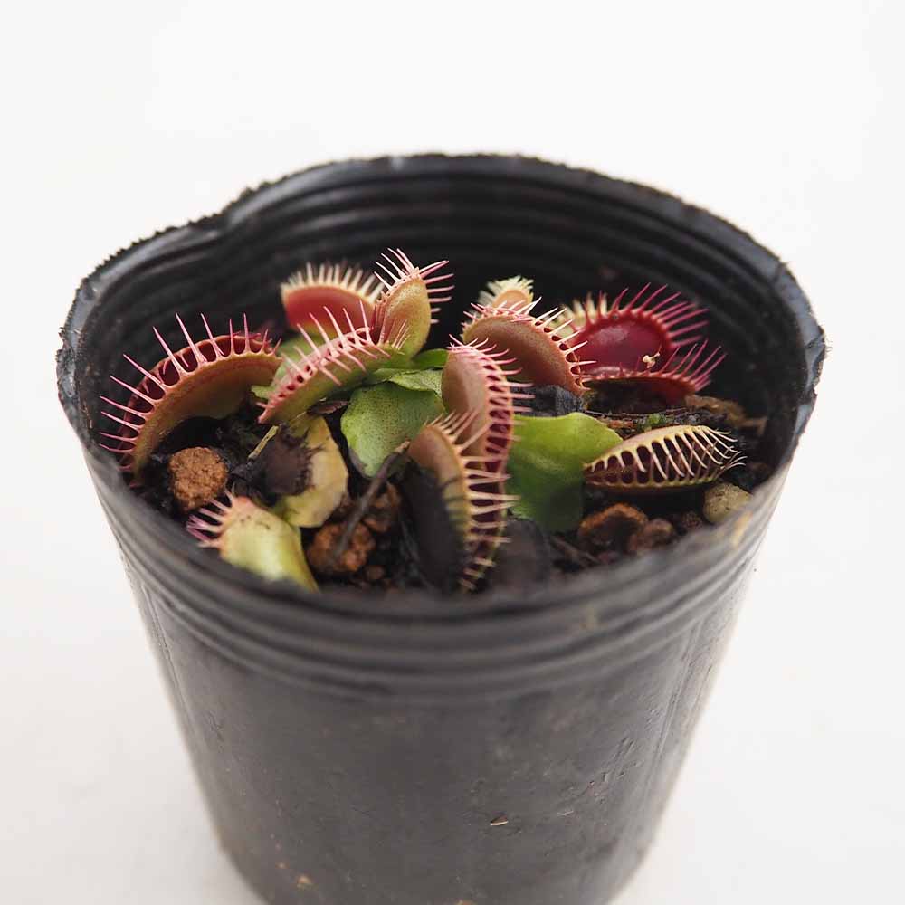 ハエトリソウ ビッグマウス 【観葉植物 2号】