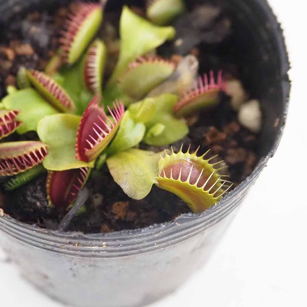 ハエトリソウ ジャイアントトラップ 【観葉植物 2号】｜ 【植物の