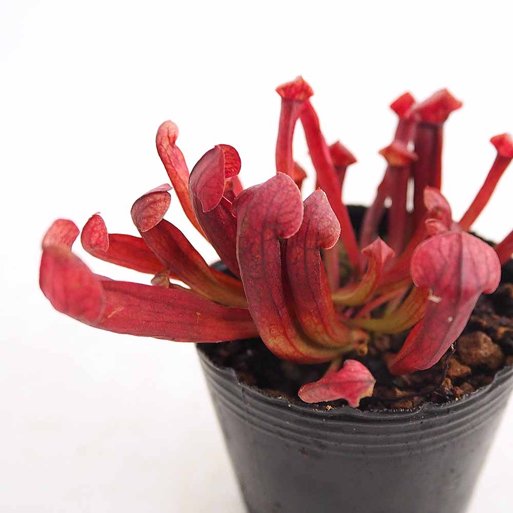サラセニア バーバグリーン 【観葉植物 2号】