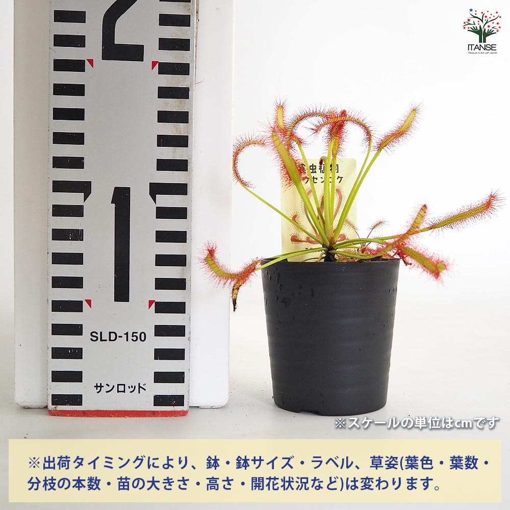 追加商品画像