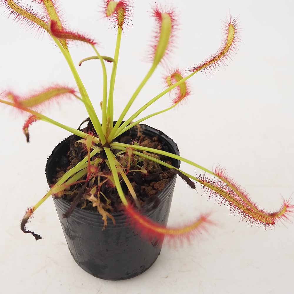 モウセンゴケ カペンシスブロードリーフ 【観葉植物 2号】