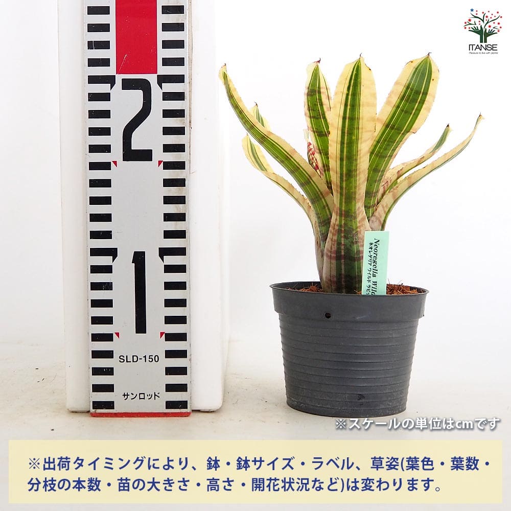ネオレゲリア ワイルドラビット 【観葉植物 3.5号／1個売り】｜ 【植物