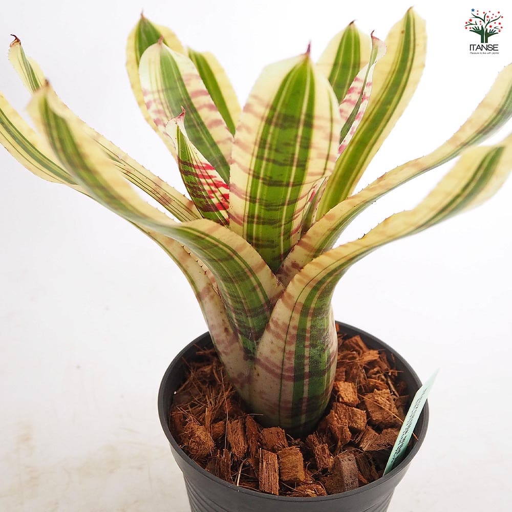 ネオレゲリア ワイルドラビット 【観葉植物 3.5号／1個売り】｜ 【植物
