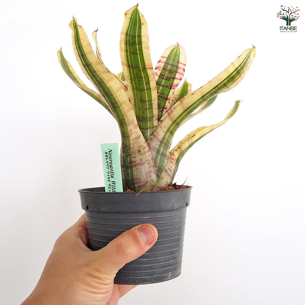 ネオレゲリア ワイルドラビット 【観葉植物 3.5号／1個売り】｜ 【植物