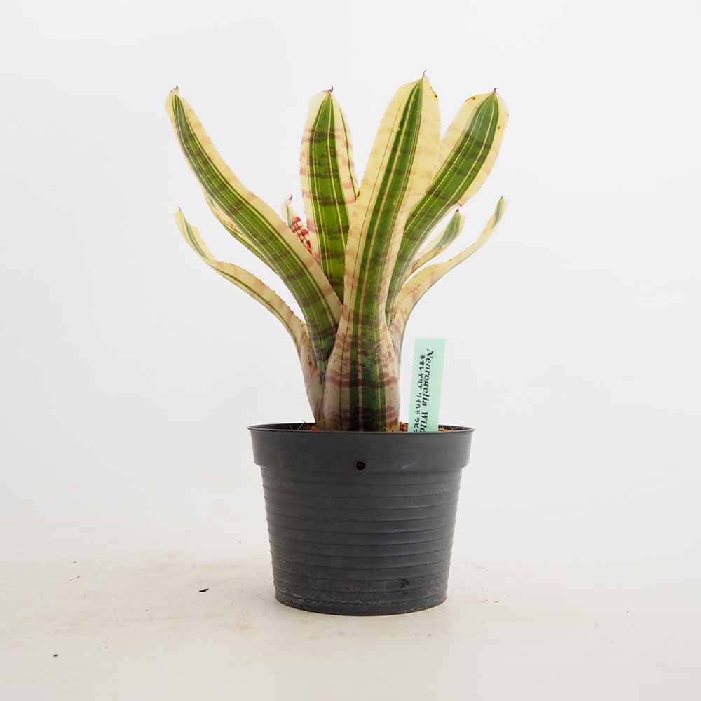 ネオレゲリア ワイルドラビット 【観葉植物 3.5号／1個売り】｜ 【植物