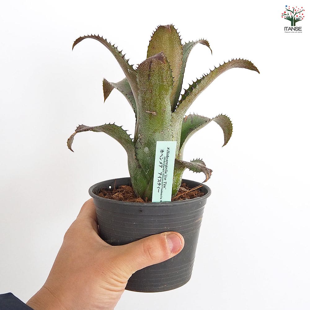 ホヘンメア アイスティー 【観葉植物 3.5号／1個売り】｜ 【植物の