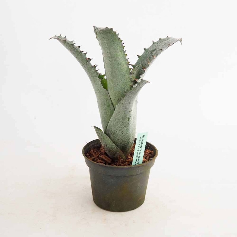 アガベ チタノタ・ブラックアンドブルー【多肉植物 5号鉢／1個売り