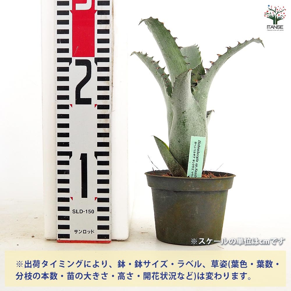 ホヘンベルギア　サンドラズマウンテン ホヘンベルギア サンドラズマウンテン 【観葉植物 3.5号／1個売り