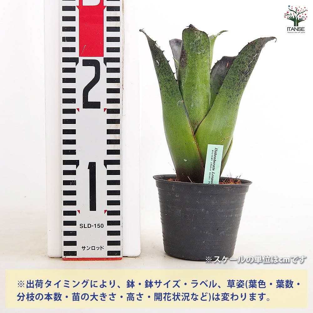 ホヘンベルギア レオポルドホルスティBK 【観葉植物 3.5号／1個売り
