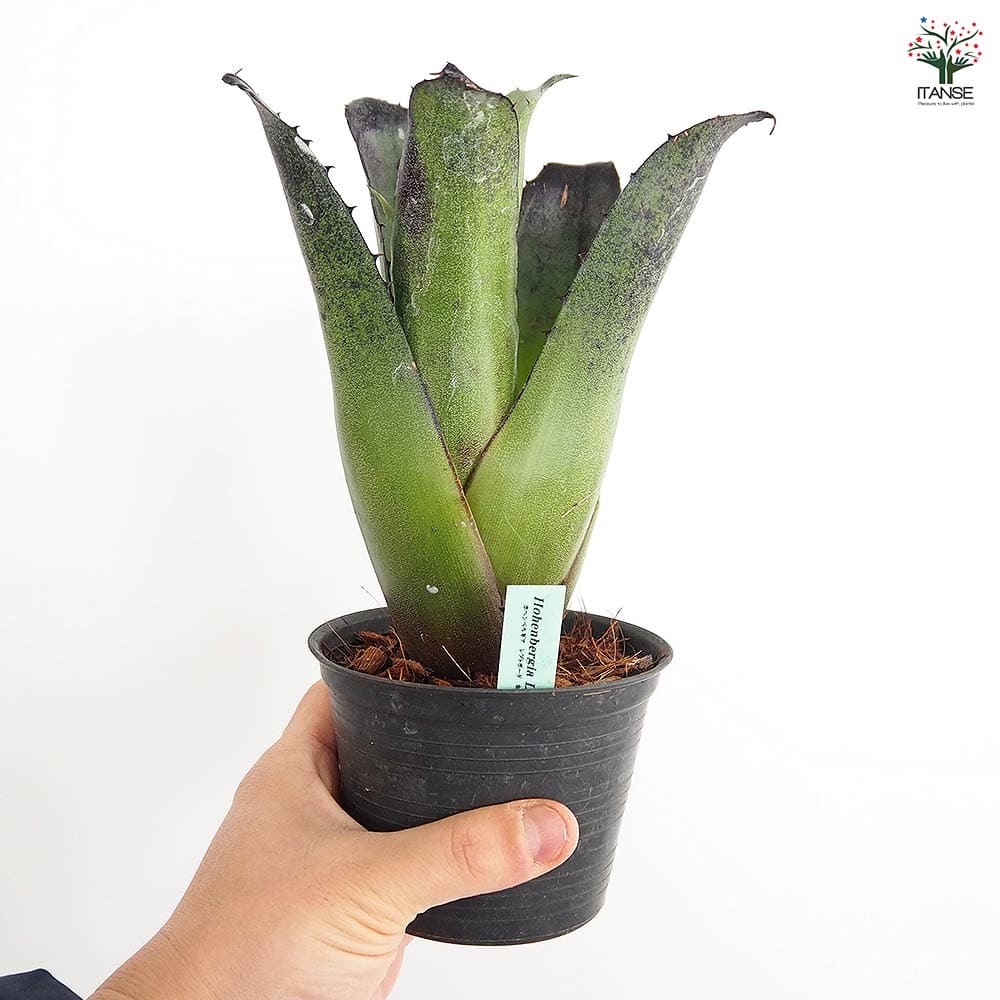 ホヘンベルギア レオポルドホルスティBK 【観葉植物 3.5号／1個売り