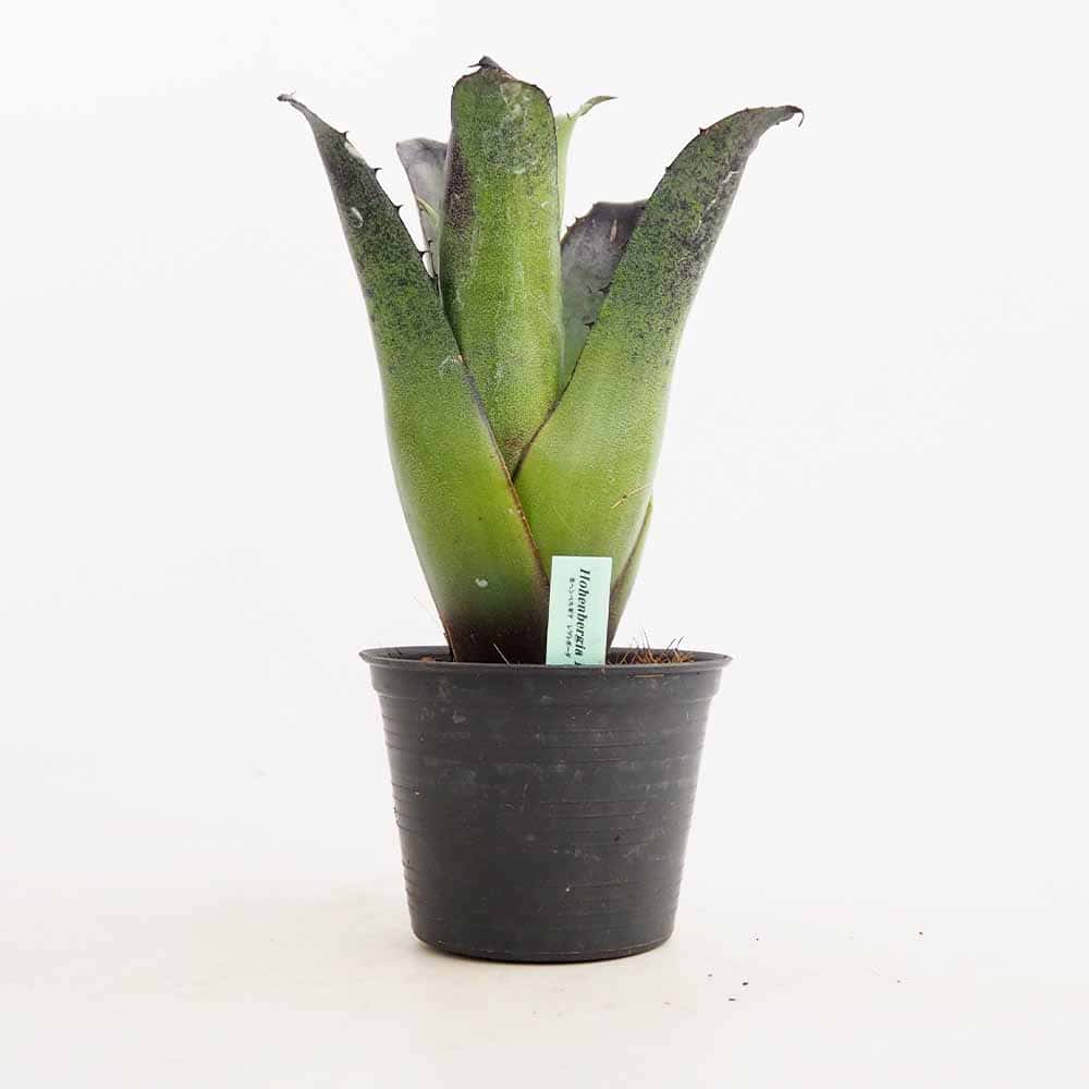 ホヘンベルギア レオポルドホルスティブラック 【観葉植物 3.5号／1個