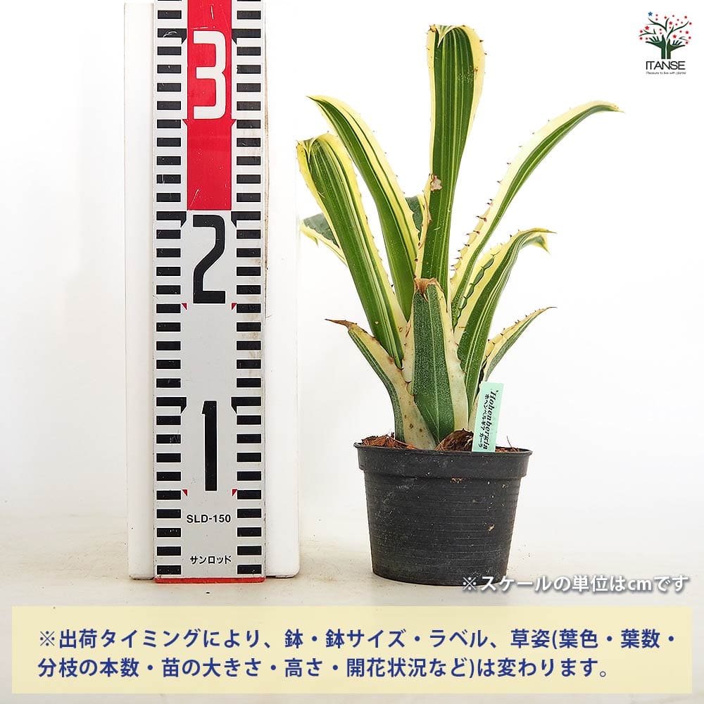 ホヘンベルギア カーラ 【観葉植物 3.5号／1個売り】｜ 【植物の