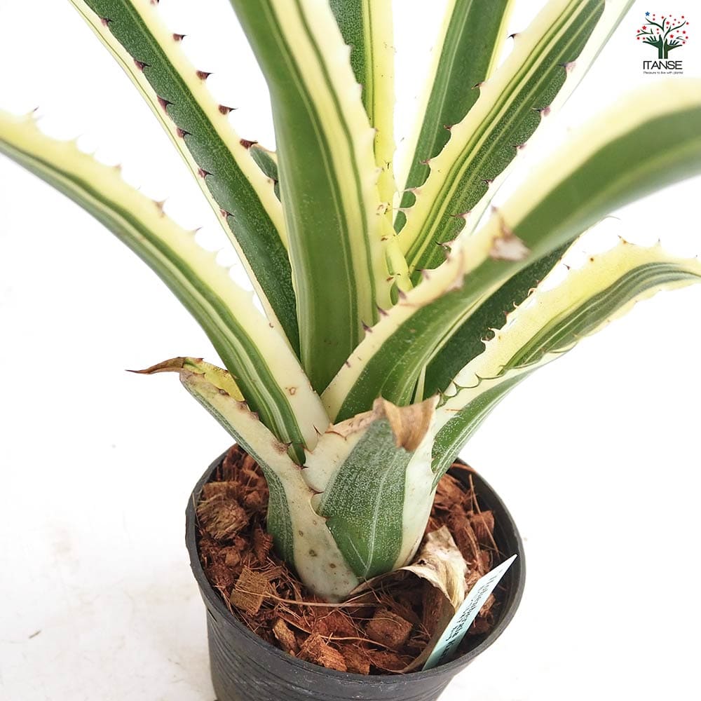 ホヘンベルギア カーラ 【観葉植物 3.5号／1個売り】｜ 【植物の