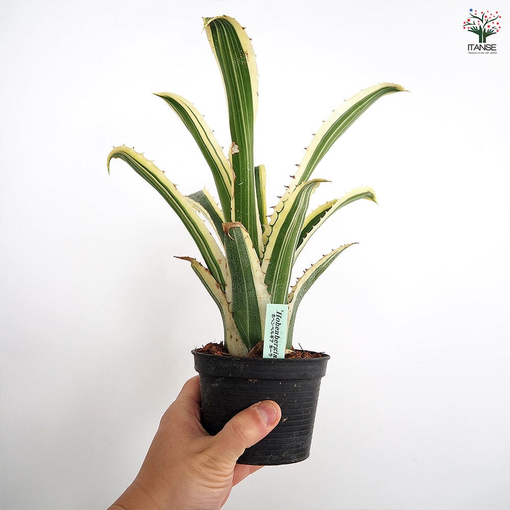 ホヘンベルギア カーラ 【観葉植物 3.5号／1個売り】｜ 【植物の