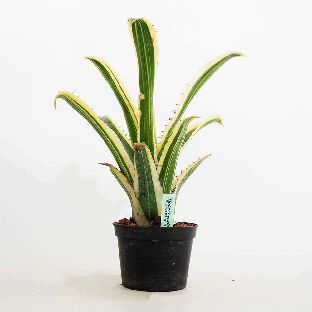 ホヘンベルギア カーラ 【観葉植物 3.5号／1個売り】｜ 【植物の