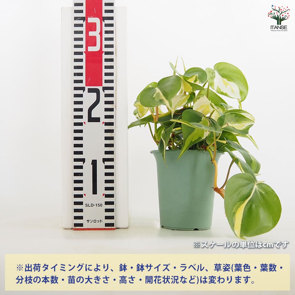 フィロデンドロン クリームスプラッシュ 【観葉植物 3.5号／1個売り