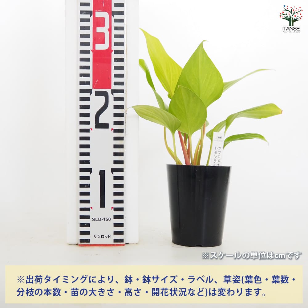 ホマロメナ レモンライム 【観葉植物 3号／1個売り】｜ 【植物の