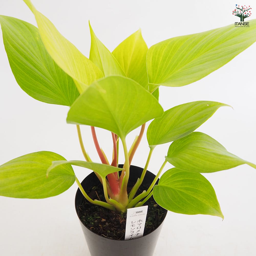 ホマロメナ レモンライム 【観葉植物 3号／1個売り】｜ 【植物の